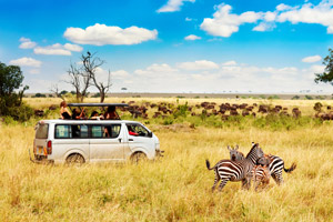 A safari in South Africa