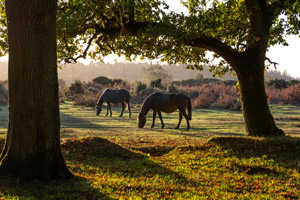 A horse in the new forest