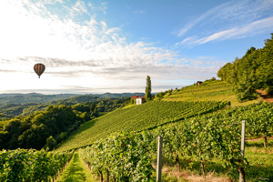 View of a vineyard in Napa Valley