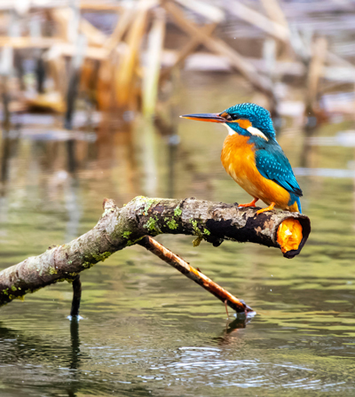 A kingfisher sitting on a branch in a river